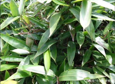 端午节，农村常见的15种“树叶”都能包粽子，味道清新，涨知识了-怎样用一片叶子包粽子
